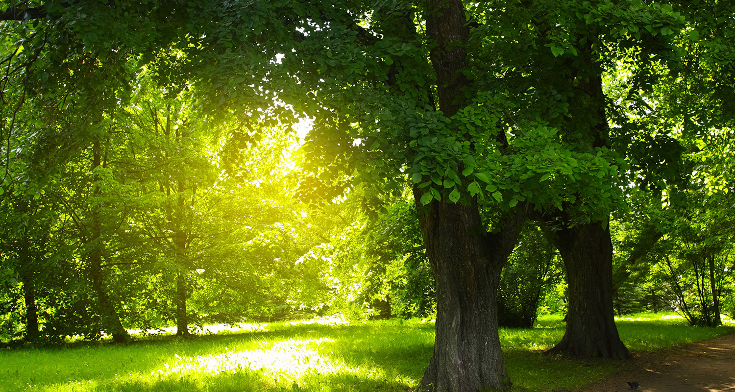 Zielony park w okolicy Greenwood Park